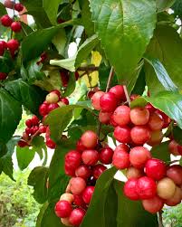 Image result for Flacourtia