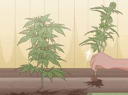 How To Identify Female And Male Marijuana Plants 9 Steps With an indoor grow, your space is a lot more restricted. how to identify female and male