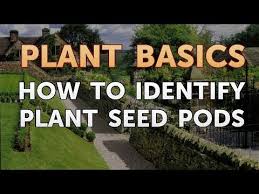 How to get started identifying trees. How To Identify Plant Seed Pods Youtube