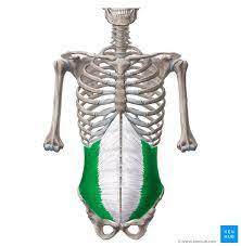 The external obliques do all that is described. Internal Abdominal Oblique Origin Insertion And Action Kenhub
