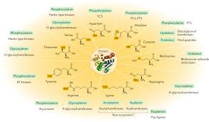 The act or process of modifying or the condition of. Protein Post Translational Modifications In Bacteria Nature Reviews Microbiology