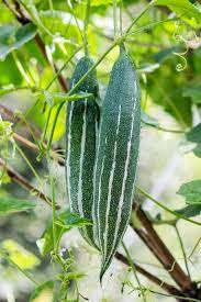 Snake gourd 