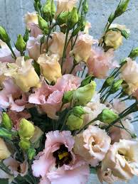 Lisianthus Light Apricot Falda Floral Wreath Floral Garden