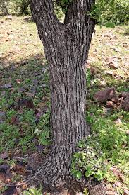 Image result for Androstachys