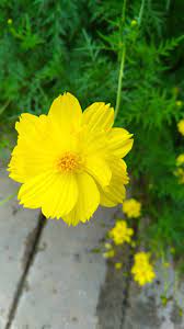 Yellow Cosmos With Images Plants Garden Cosmos