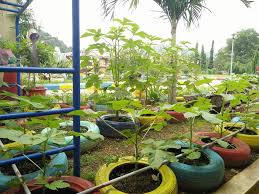 Konversional tarikh gambar di ambil. Pemantauan Projek Kebun Dapur Di Kemas Negeri Pahang Facebook
