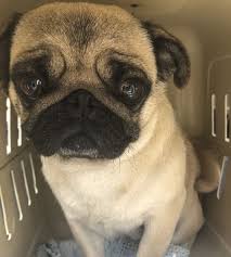 There are zero health issues with parents and grandparents. French Bulldogs Pugs Surrendered To Bc Spca My Comox Valley Now