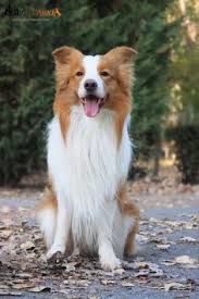 Welcome To Autumn Ee Red Border Collie Diamond Of Whitecastle Elvis Lobo Collie Collie Puppies Kopek
