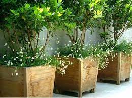Check spelling or type a new query. Tall Outdoor Potted Plants Tall Outdoor Potted Plants Near Pools Google Search Tall Outdoor Potted Pl Large Garden Pots Flower Pots Outdoor Large Planters Pots