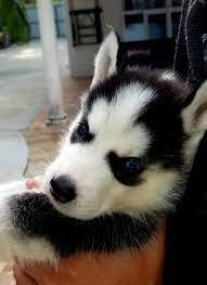 Puppies For Sale Near Me Find Your Puppy Vip Puppies Husky Puppy Husky Puppies For Sale Husky