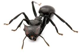 Black And Yellow Centipede North Carolina Aeronautic Ants Ants Insects Bugs And Insects