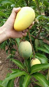 Vitamin c yang terkandung di dalam daging. Salam Anak Pokok Mangga Chokanan Zuan Online Nursery Facebook