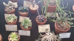 Matthaei botanical garden, university of michigan, and other various locations. Midwest Cactus And Succulent Show Because I Find Weeding To Be Great Stress Relief