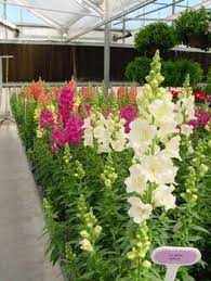 Snapdragon Antirrhinum Majus Calyx Flowers Inc Snapdragon Flowers Calyx Flowers Snapdragons