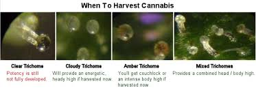 Trichomes The Complete Guide Honest Marijuana