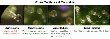 trichomes the complete guide honest marijuana