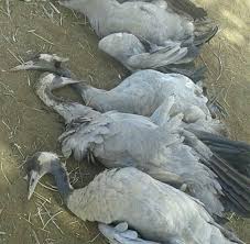 صياد الخليج بالسودان hunter gulff twitter