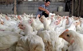 Nos explicará por qué es tan fácil su. Rusia Detecta A 7 Personas Contagiadas De Gripe Aviar H5n8
