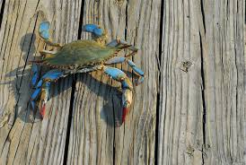 Maryland Blue Crabs