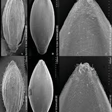 Image result for Panicum habrothrix