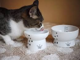 Pet owner holding bowl with feeding for his hungry cat at home kitchen. Best Cat Bowls In 2019 Dr Catsby S Our Pets Urpower And More