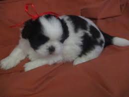 We invest a lot of time, effort and passion in our little ones. View Ad Shih Tzu Litter Of Puppies For Sale Near North Carolina Murphy Usa Adn 28635
