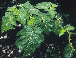 Image result for Solanum viarum