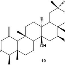 Image result for Salacia leptoclada
