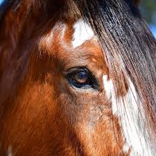 David & Margo Carson