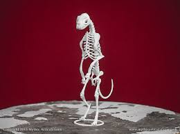 Bakeneko Skeleton 3d Print Taxidermy Sculpture Illustrations Posters Mythological Creatures Framed Prints