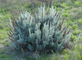 Image result for Gunillaea