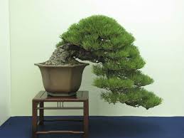 Saw something that caught your attention? Japanese Black Pine Bonsai Tree Care Guide Pinus Thunbergii Bonsai Tree Gardener