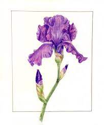 Scientific Illustration Floral Drawing Botanical Drawings Scientific Illustration