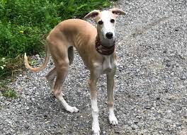 Tja, leider kommt es oft anders, und deshalb haben statt einer nun drei noch kein neues zuhause gefunden. Initiative Windhundhilfe E V Whippet Hundin Karla