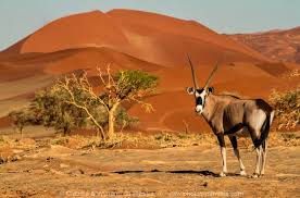 Gemsbok In The Namib Desert Near Sossusvlei Namibia Wildlife Artwork Art Photo Prints Landscape Photos