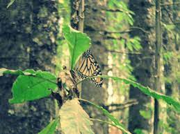 Mariposa Monarca Santuario Plant Leaves Leaves Nature