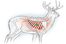 Where To Shoot A Deer Bowhunting Shot Placement In 2020 Bow Hunting Deer Deer Shot