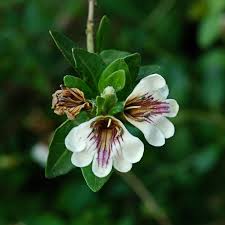 Image result for Sclerochiton