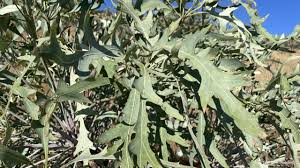 Image result for Cussonia sessilis