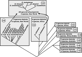Image result for Gossypioides kirkii