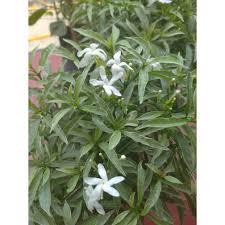 Seperti yang kamu ketahui ada banyak sekali jenis bunga yang tumbuh liar di dunia sehingga cenderung menjadi buruan setiap orang. Pokok Jasmine Pokok Melati Pokok Melur Bunga Putih