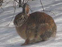 Eastern Cottontail Wikipedia