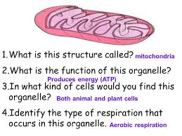 We did not find results for: Cells And Cell Processes Review Ppt Video Online Download