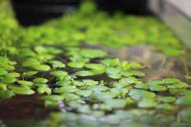 Image result for Limnobium laevigatum