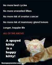 A video of a spay/neuter clinic. Spay Your Kitty Cats Cat Behavior Cat Care