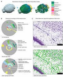 From viral sequence to protein function. Frontiers A Cell Atlas For The Mouse Brain Frontiers In Neuroinformatics