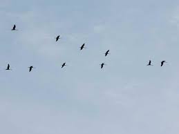 Experten haben beobachtet, dass der vogelzug in diesem jahr früher gestartet ist als sonst, und überlegen, warum das so ist. Wenn Du Im Herbst Von Oben Ein Lautes Troten Oder Quaken Horst Dann Schau Mal An Den Himmel Viele Zugvogel Sind Nun Auf Dem Weg In Den Warmeren Suden Oft Kannst Du