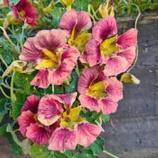 Image result for Nasturtium