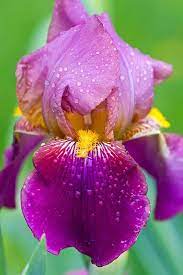 Iris With Raindrops Iris Flowers Flowers Beautiful Flowers