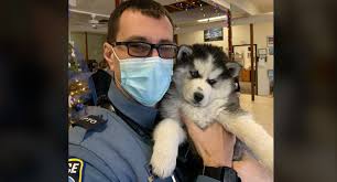 Answers general questions about colorado puppy rescue procedures and care of canines. Colorado Springs Police Reunite Stolen Puppy With Family Fox21 News Colorado